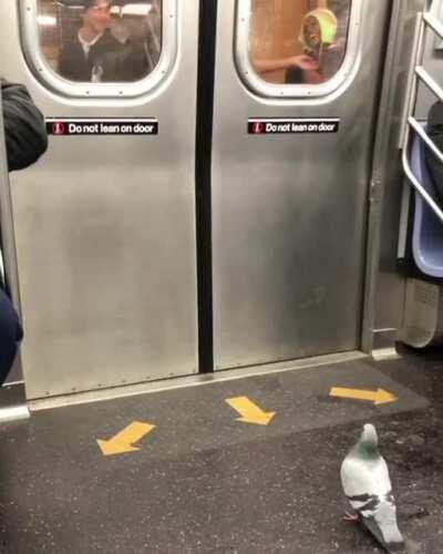 Someone call Alfred hitchcock