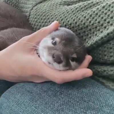 Would you cuddle this cute Otter