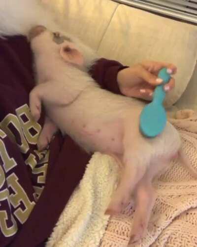 Pig being brushed