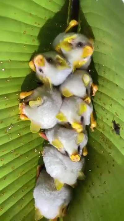 Honduran white bats nest in Heliconia plant leaves, by building upside-down V-shaped ‘tents’.
