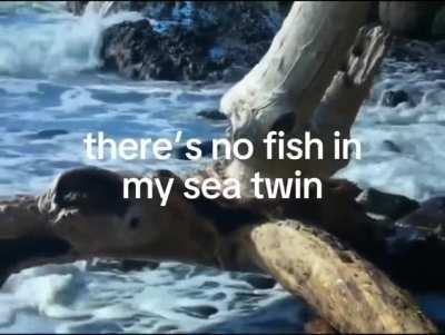 There are plenty of fish in the sea