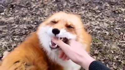 Fox laughing