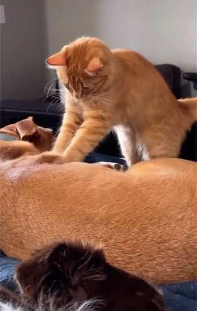 Brain cell biscuit bakery