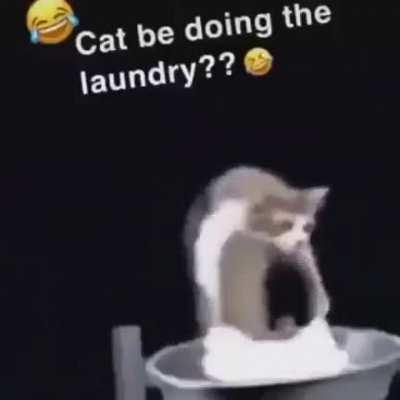 I wish I had this cat.