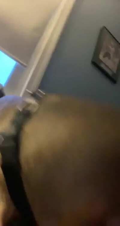 Me: *Breaths Deeply* My Dog: