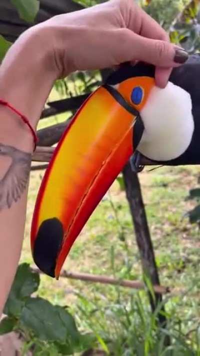 A rescued toucan that now lives in the wild always returns to the home of the person who rescued it.