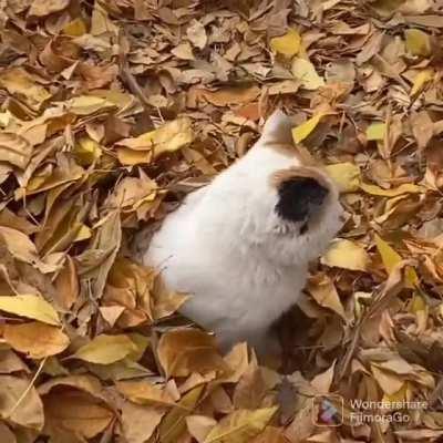 Cat seed sprouts after long winter