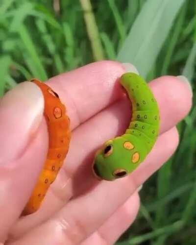 These swallowtail caterpillars look like real life Pokémon