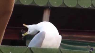 When a seagull hits higher notes better than you (not my own video)