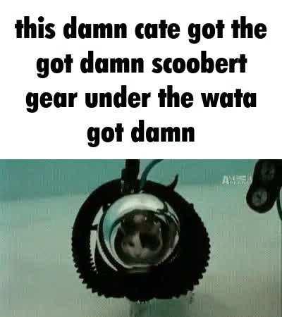 cate got the scoobert gear