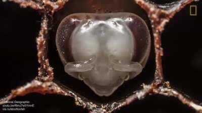 How larvae grows into a bee