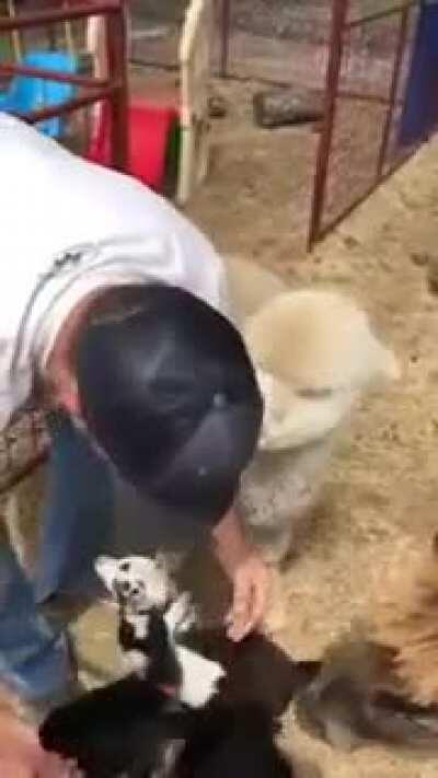 Baby Goats Line Up to get Hugs From Man