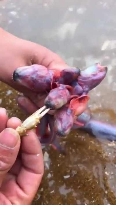 Cerberusia monstera lays chestbursting eggs