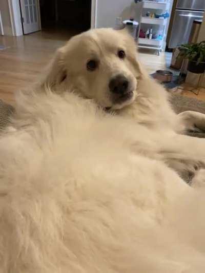 Lucy wants to know why the free hands aren’t petting her