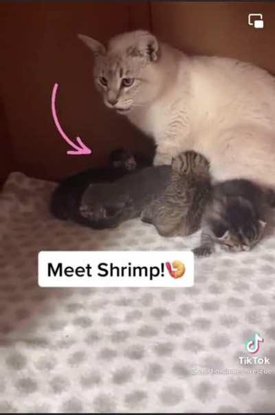 Shrimp 🦐