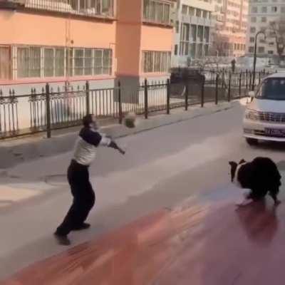 Doggo Beats the man in volleyball like a pro..