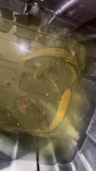 Got a good view of them ( in the middle of changing tank around)