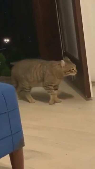 The cat doesn't even know the basics of close-quarters combat