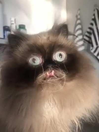 This is Yohji, he goes from confused derp to angry gromp in 1 second