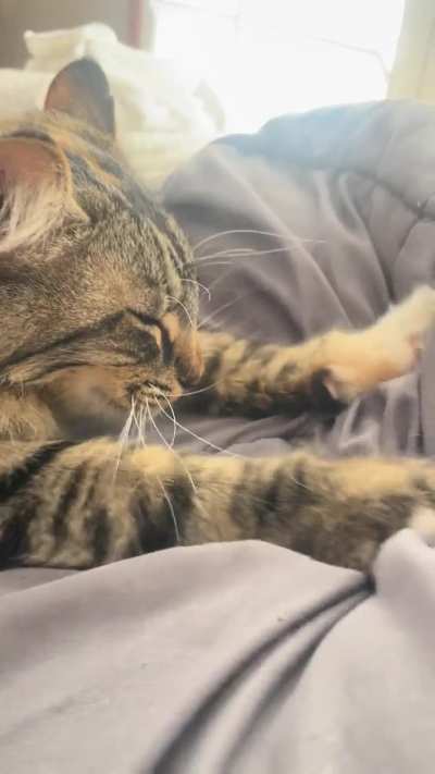 Vigorous biscuit making