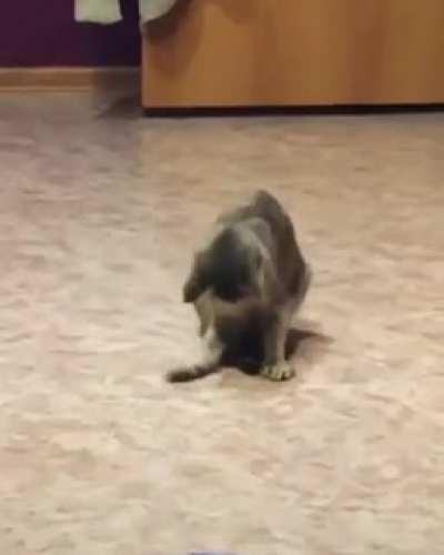 Cat-stylo break dance