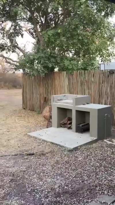 🔥 Nyala's attempted escape from lioness halted by back yard fence at a lodge in Greater Kruger National Park