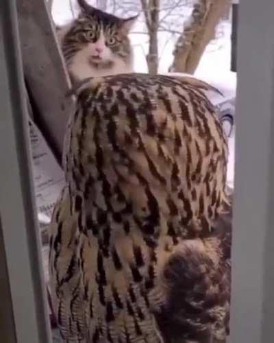 Cat is intrigued by the owl until the owl makes eye contact.