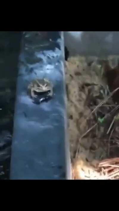 Go away Inedible bug