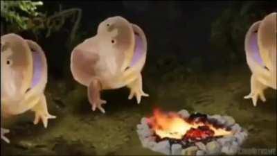 It is Wednesday my dudes