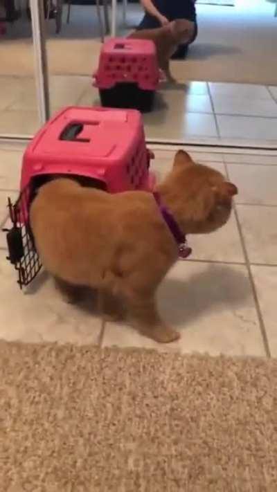 I'm glad he found his forever home