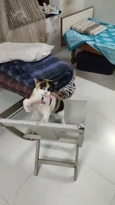 Give it to me Hooman, give it to me!!