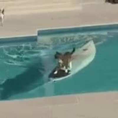 Meow🏄🏽irl