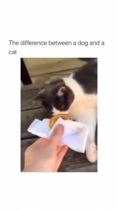 Difference between cats and dogs