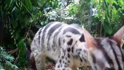 Owston's palm civet is native to the lowland river basins of northern Vietnam, northern Laos and southern China, and it is currently listed as endangered, mainly owing to habitat loss. It mainly feeds on earthworms and other invertebrates.