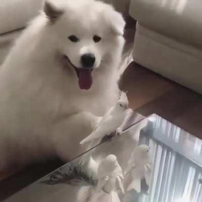 Rare pupper + heccen cute 'tiel = Saturday night gold