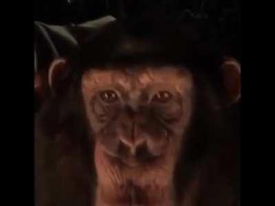 Joe Rogan at an IDW dinner party and does his ape impression