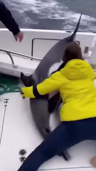 900 lb dolphin jumps in boat