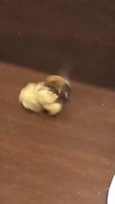 Bumble Bee found the weed