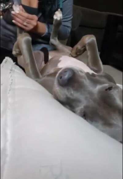 Time for a doggycure