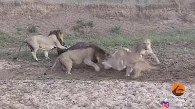 Lions fight while eating a water buffalo, then it casually walks off (kinda nsfw)
