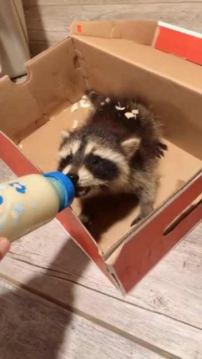 Крошка енот