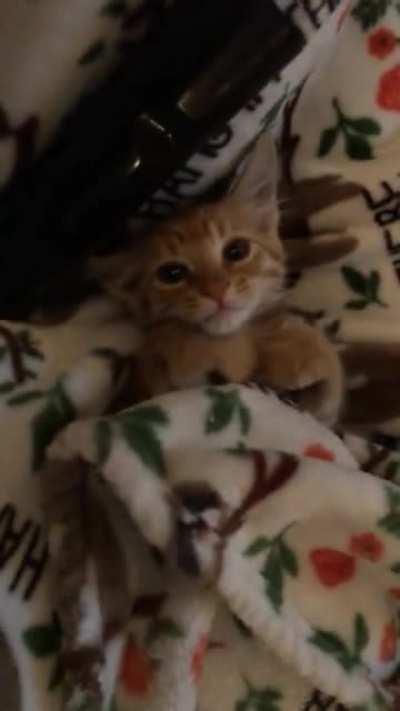 Say goodnight to dude