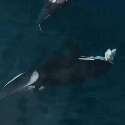 Orca comes up for a breath while eating a shark it caught