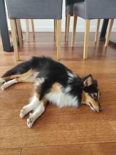 Lazy Sunday nap after parc zoomies with friends