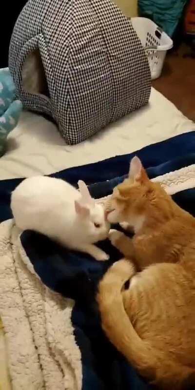 Peaches groomin' Mochi