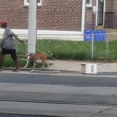 Just some lady taking her AC for a walk
