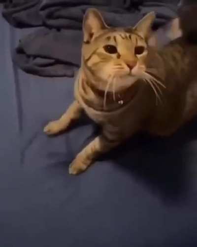 poor wunk gets literally stabbed in the back