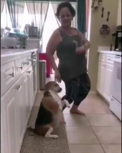 doguinho dançando