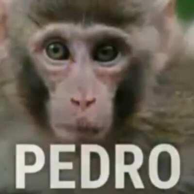 o título foi pra casa do...