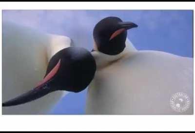 Probably what the little Penling saw after being punched by the prawn.